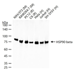 HSP90 beta Antibody in Western Blot (WB)