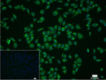 BMP4 Recombinant Rabbit Monoclonal Antibody (7F4)