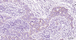 BMP4 Antibody in Immunohistochemistry (Paraffin) (IHC (P))