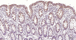 BMP4 Antibody in Immunohistochemistry (Paraffin) (IHC (P))