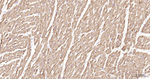 BMP4 Antibody in Immunohistochemistry (Paraffin) (IHC (P))