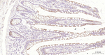 BMP4 Antibody in Immunohistochemistry (Paraffin) (IHC (P))