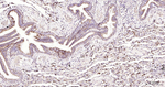 BMP4 Antibody in Immunohistochemistry (Paraffin) (IHC (P))