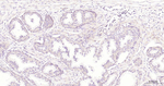 BMP4 Antibody in Immunohistochemistry (Paraffin) (IHC (P))