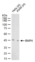 BMP4 Antibody in Western Blot (WB)