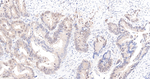 CK2 alpha-1 Antibody in Immunohistochemistry (Paraffin) (IHC (P))