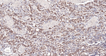 CK2 alpha-1 Recombinant Rabbit Monoclonal Antibody (8G7)