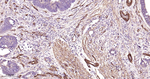 CD146 Antibody in Immunohistochemistry (Paraffin) (IHC (P))