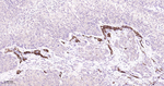CD146 Recombinant Rabbit Monoclonal Antibody (6F6)
