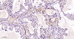 CD146 Antibody in Immunohistochemistry (Paraffin) (IHC (P))
