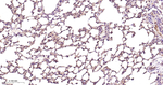 CD146 Antibody in Immunohistochemistry (Paraffin) (IHC (P))
