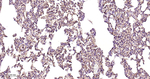 CD146 Antibody in Immunohistochemistry (Paraffin) (IHC (P))