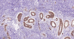 CD146 Antibody in Immunohistochemistry (Paraffin) (IHC (P))