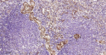 CD146 Antibody in Immunohistochemistry (Paraffin) (IHC (P))