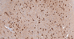 HSPA12A Antibody in Immunohistochemistry (Paraffin) (IHC (P))