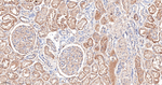 HSPA12A Antibody in Immunohistochemistry (Paraffin) (IHC (P))