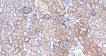 HSPA12A Antibody in Immunohistochemistry (Paraffin) (IHC (P))