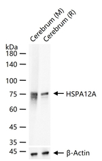 HSPA12A Antibody in Western Blot (WB)