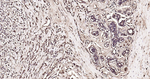 Calmodulin 1/2/3 Antibody in Immunohistochemistry (Paraffin) (IHC (P))
