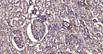 Calmodulin 1/2/3 Antibody in Immunohistochemistry (Paraffin) (IHC (P))