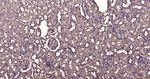Calmodulin 1/2/3 Antibody in Immunohistochemistry (Paraffin) (IHC (P))