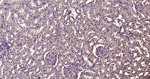 Calmodulin 1/2/3 Antibody in Immunohistochemistry (Paraffin) (IHC (P))