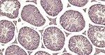 Calmodulin 1/2/3 Antibody in Immunohistochemistry (Paraffin) (IHC (P))
