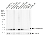 Calmodulin 1/2/3 Antibody in Western Blot (WB)