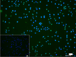 MSI1 Antibody in Immunocytochemistry (ICC/IF)