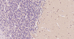 MSI1 Antibody in Immunohistochemistry (Paraffin) (IHC (P))