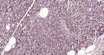 MSI1 Antibody in Immunohistochemistry (Paraffin) (IHC (P))