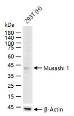 MSI1 Antibody in Western Blot (WB)
