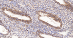 SUMO1 Antibody in Immunohistochemistry (Paraffin) (IHC (P))