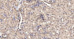 SUMO1 Antibody in Immunohistochemistry (Paraffin) (IHC (P))