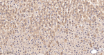 SUMO1 Antibody in Immunohistochemistry (Paraffin) (IHC (P))