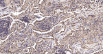 SUMO1 Antibody in Immunohistochemistry (Paraffin) (IHC (P))