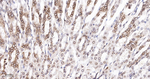 SUMO1 Antibody in Immunohistochemistry (Paraffin) (IHC (P))