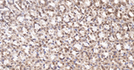 SUMO1 Antibody in Immunohistochemistry (Paraffin) (IHC (P))