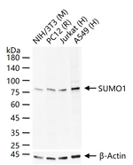 SUMO1 Antibody in Western Blot (WB)