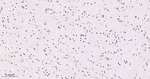 p57 Kip2 Antibody in Immunohistochemistry (Paraffin) (IHC (P))
