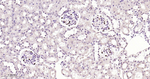 p57 Kip2 Antibody in Immunohistochemistry (Paraffin) (IHC (P))