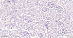 p57 Kip2 Antibody in Immunohistochemistry (Paraffin) (IHC (P))