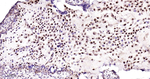p57 Kip2 Antibody in Immunohistochemistry (Paraffin) (IHC (P))