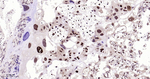p57 Kip2 Antibody in Immunohistochemistry (Paraffin) (IHC (P))