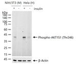 Phospho-PRAS40 (Thr246) Antibody in Western Blot (WB)
