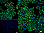 PRAS40 Antibody in Immunocytochemistry (ICC/IF)