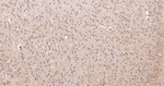 PRAS40 Antibody in Immunohistochemistry (Paraffin) (IHC (P))