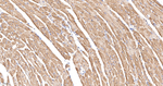 PRAS40 Antibody in Immunohistochemistry (Paraffin) (IHC (P))