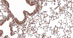 PRAS40 Antibody in Immunohistochemistry (Paraffin) (IHC (P))