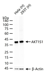 PRAS40 Antibody in Western Blot (WB)